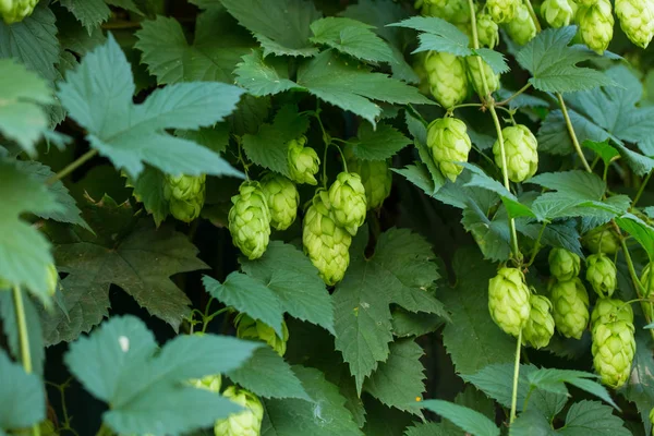 hop cones with leaves