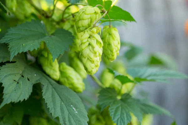 Fresh Green hop cones — Stock Photo, Image