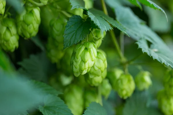 Grüne Hopfenzapfen — Stockfoto