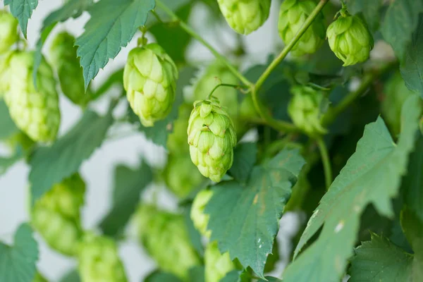 Grüne Hopfenzapfen — Stockfoto