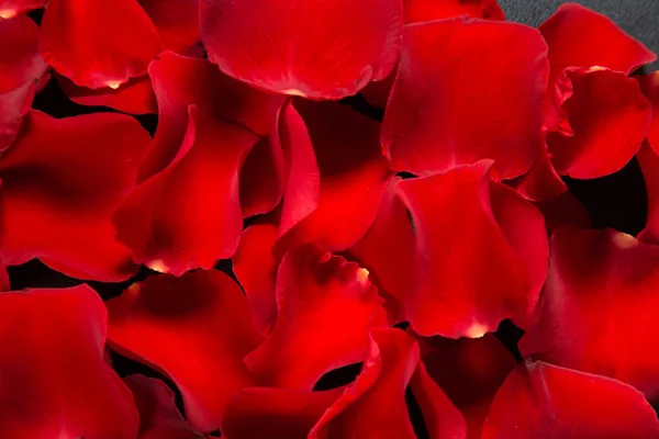 Piękne czerwone płatki róż — Zdjęcie stockowe
