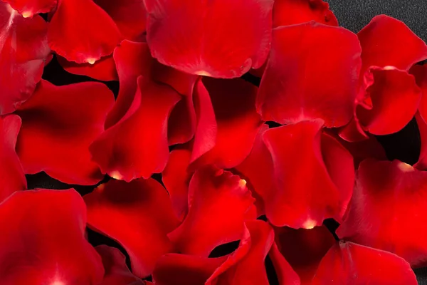 Beautiful red rose petals — Stock Photo, Image