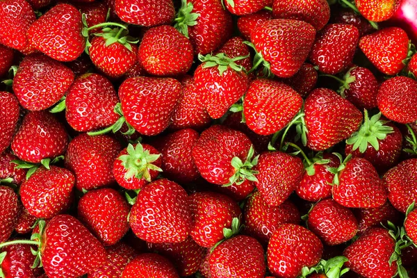 Frische rote Erdbeere — Stockfoto
