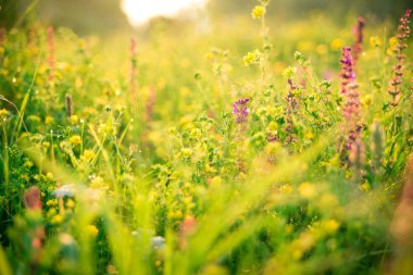 Sabah manzara gündoğumu çayırda