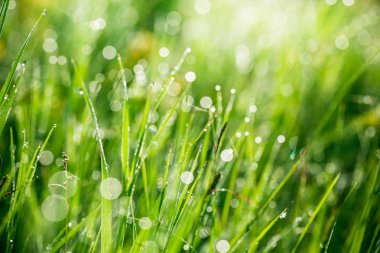 Taze yeşil çimenler 