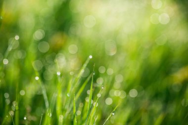 Taze yeşil çimenler 