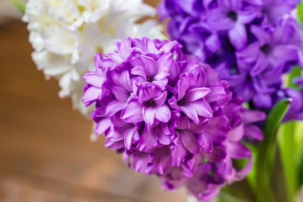 taze sümbül çiçek  