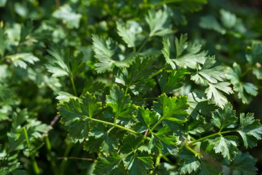taze yeşil maydanoz