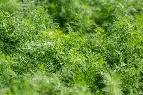 新鮮なディルの緑 — ストック写真