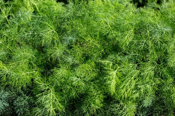 Fresh dill green — Stock Photo, Image