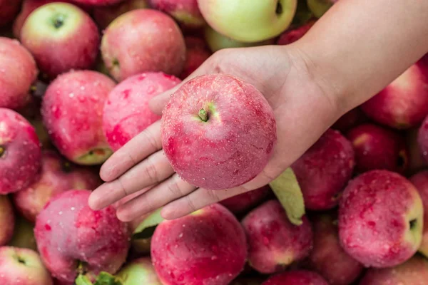 Девушка держит Apple в руке — стоковое фото