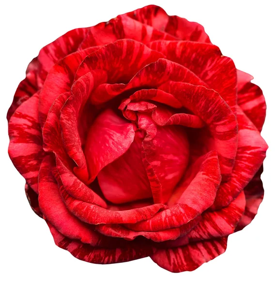 新鲜红玫瑰 — 图库照片