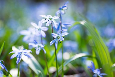 Mavi Scilla (Squill bahar)