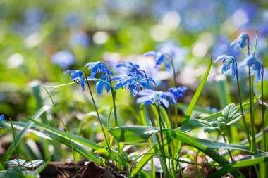 Mavi Scilla (Squill bahar)