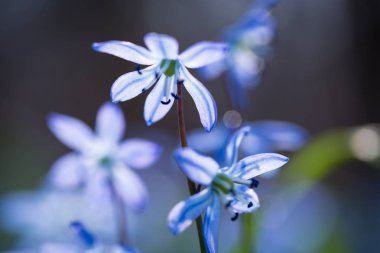 Mavi Scilla (Squill bahar) 