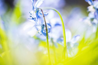 Mavi Scilla (Squill bahar) 