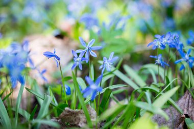 Mavi Scilla (Squill bahar)