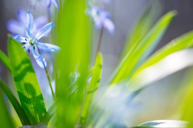 Mavi Scilla (Squill bahar) 