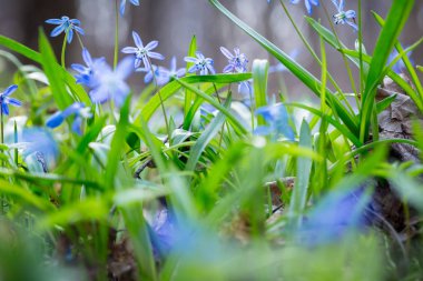 Mavi Scilla (Squill bahar) 