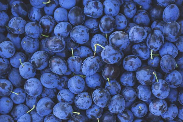 Plie de prune coapte — Fotografie, imagine de stoc