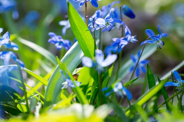 Jarní modré Scilla (Squill) — Stock fotografie