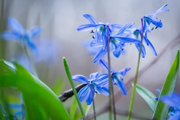 Jarní modré Scilla (Squill) — Stock fotografie