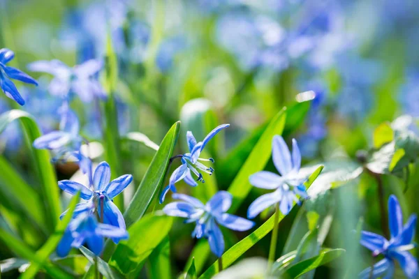 Jarní modré Scilla (Squill) — Stock fotografie