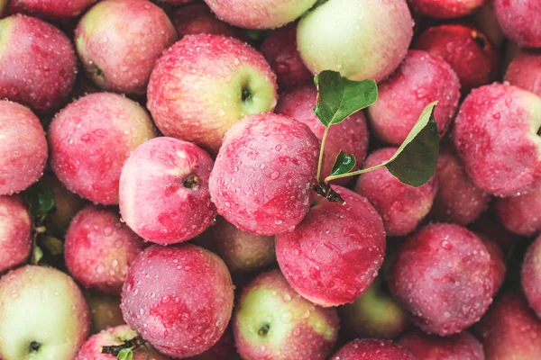 Montón de manzanas rojas — Foto de Stock