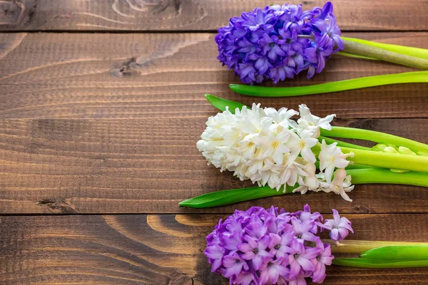 Hyacinth blommor — Stockfoto