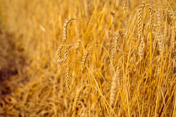 Campo de trigo dorado — Foto de Stock