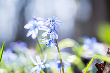 Erken Bahar mavi Scilla çiçeği