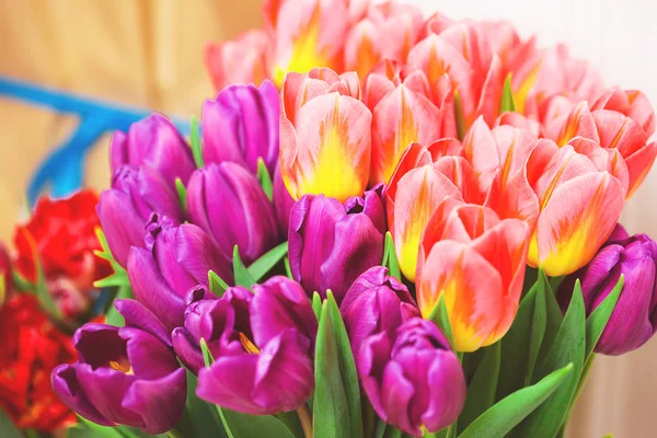 Szép színes tulipán — Stock Fotó
