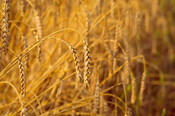 Campo de trigo dorado — Foto de Stock