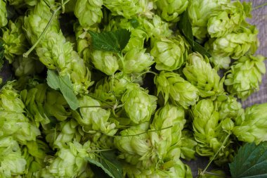 Yeşil taze hop koniler