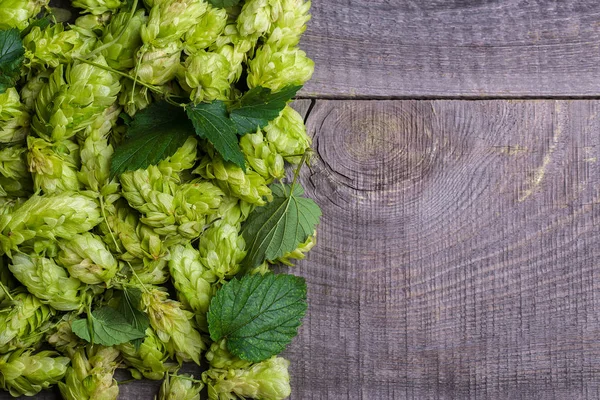 Green hops with leaves — Stock Photo, Image