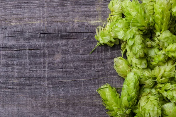 Frischer grüner Hopfen — Stockfoto