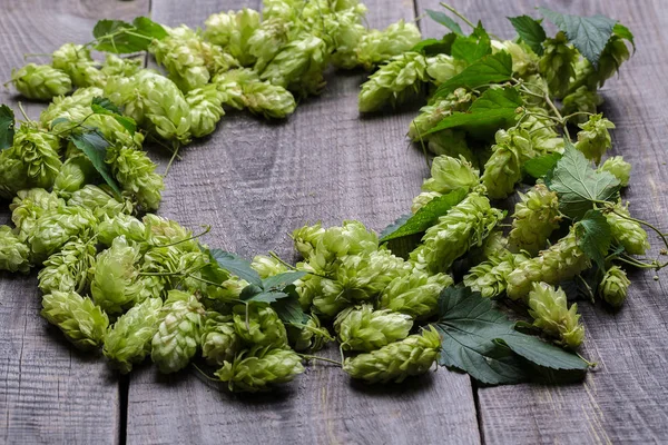 Fresh green hops — Stock Photo, Image