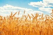 Zlatá pšenice uši
