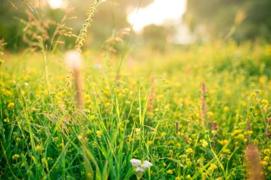 güzel kırsal manzara 
