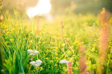 güzel kırsal manzara 