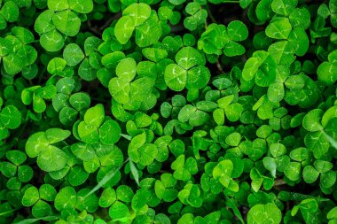 green clover leaves  clipart