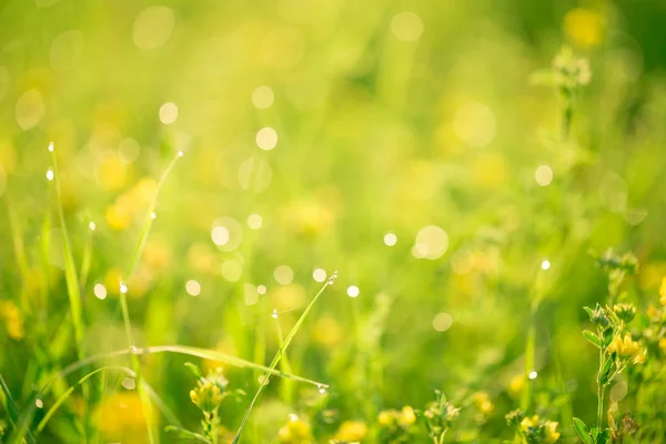 Gras und Blumen im Sonnenaufgang — Stockfoto