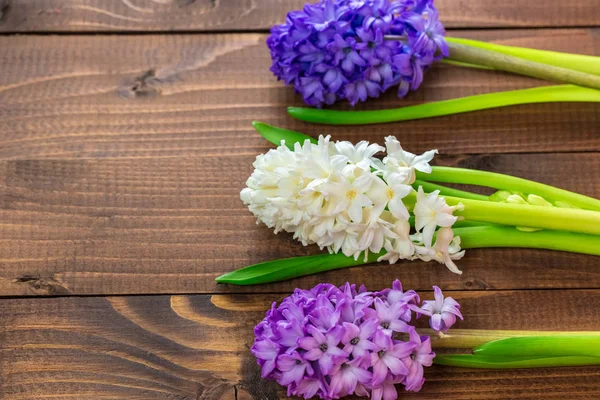 Hyacinth blommor — Stockfoto