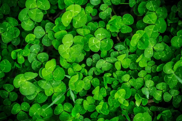 Grüne Kleeblätter — Stockfoto