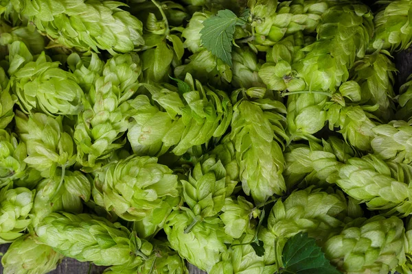 Green fresh hop cones — Stock Photo, Image