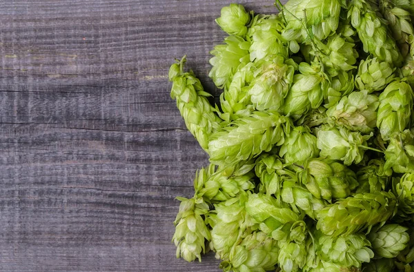 Frischer grüner Hopfen — Stockfoto