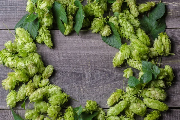 Frischer grüner Hopfen — Stockfoto