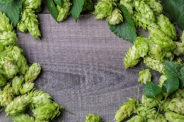 Frischer grüner Hopfen — Stockfoto