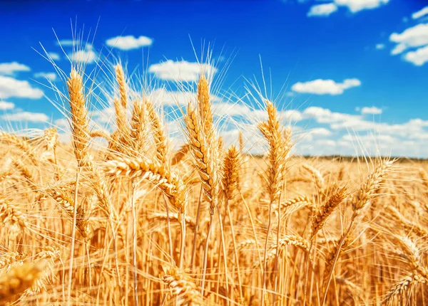 Goldweizenähren — Stockfoto