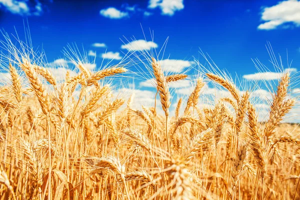 Gouden tarwe oren — Stockfoto